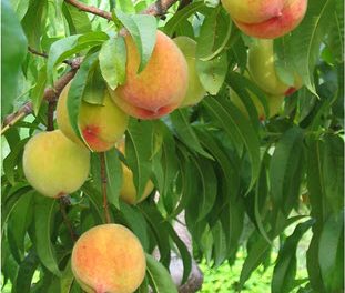 Daily Zohar # 1711 – Shemot – The Zohar is the fruit of the Tree
